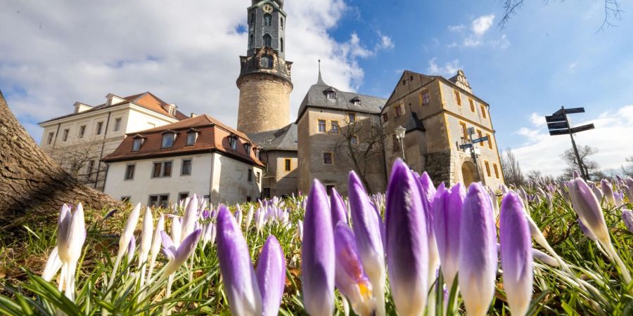 Krokusse blühen vor dem Weimarer Stadtschloss.