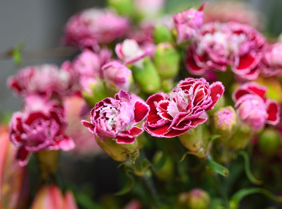 Nelke Leidenschaft Verlangen Romantik