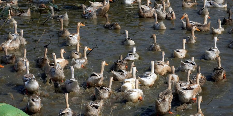 Derzeit grassiert die grösste jemals dokumentierte Vogelgrippewelle, die vor allem bei Wasservögeln wie Enten auftritt.