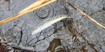 Fischsterben Malters