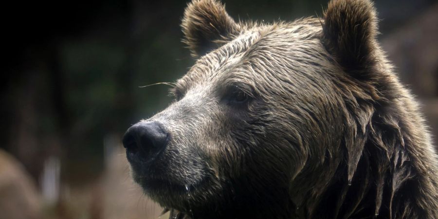 Grizzlybären könnten ihren Status als gefährdete Art verlieren - was ein Risiko birgt.