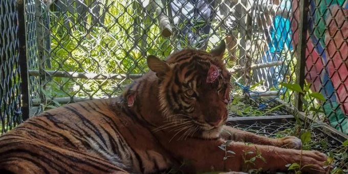 Der eingefangene Sumatra-Tiger weist Verletzungen auf Der eingefangene Sumatra-Tiger weist Verletzungen auf