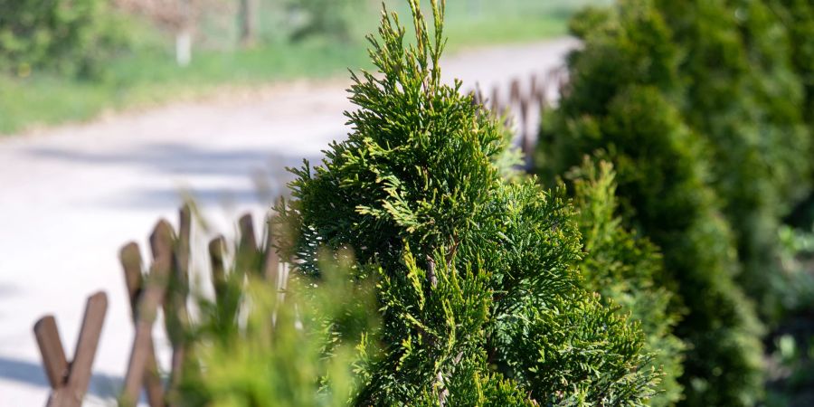 Thuja Heckenpflanze Alternativen Garten