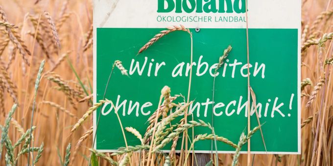 Ein Schild mit der Aufschrift «Bioland - Wir arbeiten ohne Gentechnik» in einem Dinkelfeld. Ein Schild mit der Aufschrift «Bioland - Wir arbeiten ohne Gentechnik» in einem Dinkelfeld.