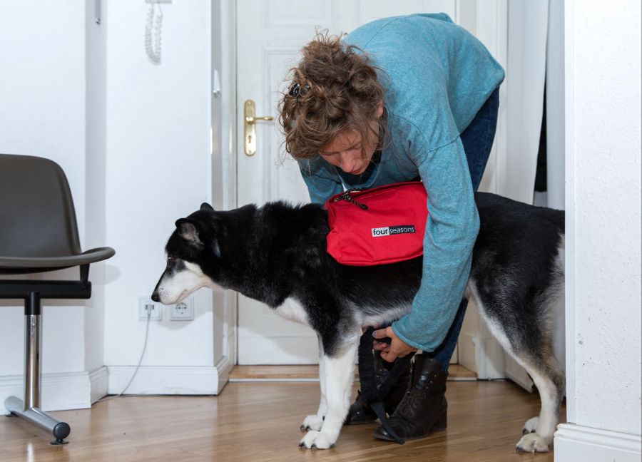 Hunde Packtasche Gassirunden Tragen