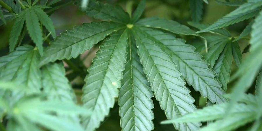 Hanf-Pflanzen (Cannabis)