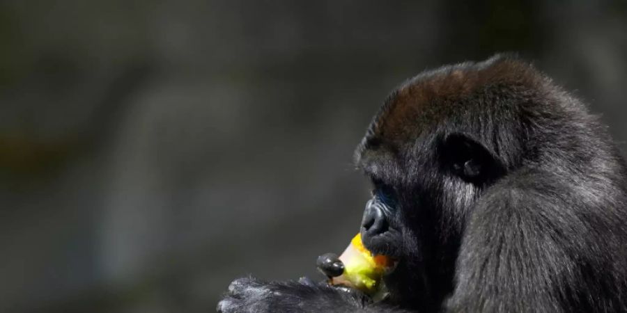 Gorilla in einem Zoo