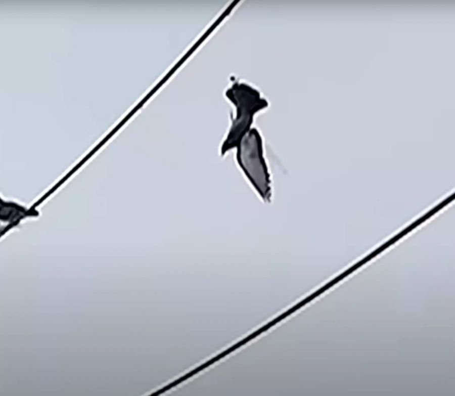 Eine Taube ist in Peru an einer Stromleitung hängen geblieben.