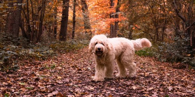 Hund im Wald