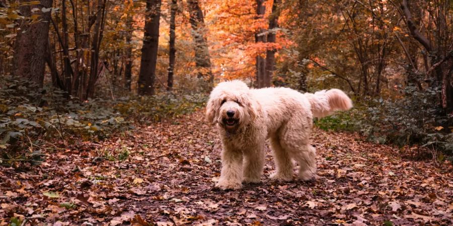 Hund im Wald