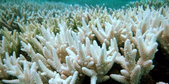 Klimawandel und Umweltverschmutzung vernichten Korallenriffe Klimawandel und Umweltverschmutzung vernichten Korallenriffe