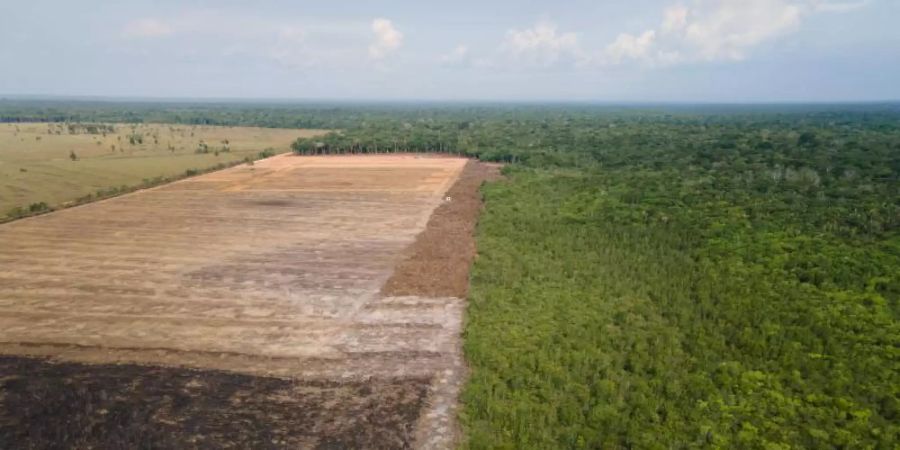 Eine verbrannte und abgeholzte Fläche in einem Amazonas-Gebiet. Foto: Fernando Souza/ZUMA/dpa