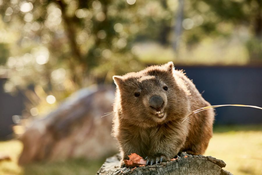 Wombat Tier Nager Australien Baumstamm