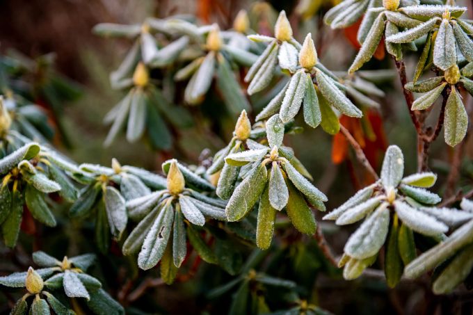 Der Rhododendron ist schön im Winter anzuschauen – und das nicht nur wegen der immergrünen Blätter. Auch eine feine Schicht Frost darauf ziert den Strauch. Rhododendron grün Blätter Frost