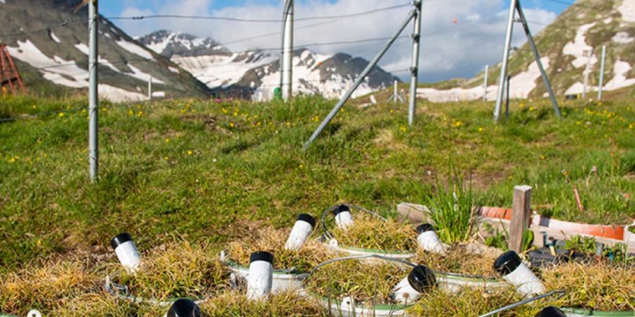 Die Pflanzen in diesen Behältern wurden schon mehrere Monate vor der Schneeschmelze dem Sommerwetter ausgesetzt.