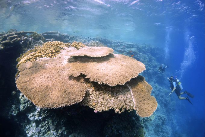 Die Steinkorallen im Meer rund um Scharm El-Scheich gelten als besonders widerstandsfähig. Steinkoralle Taucher Unterwasser Meer