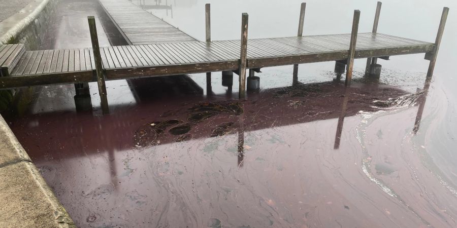 Zugersee Algen rot