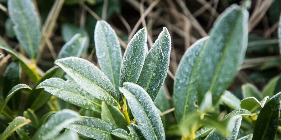 Immergrüne Frost Rhododendron Blätter