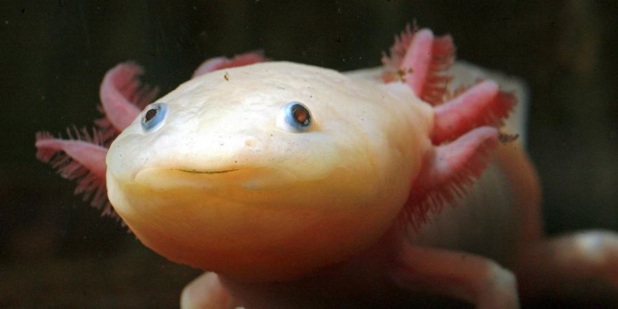 Axolotl
