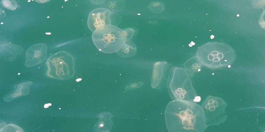 Quallen schwimmen in der Kieler Förde in der Ostsee.