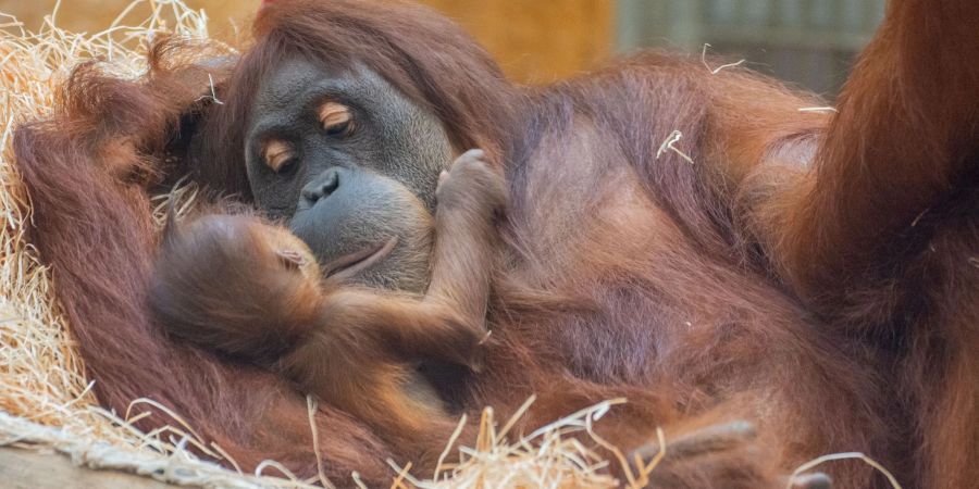 Orang-Utan-Weibchen Suma hält im Dortmunder Zoo ihren Nachwuchs im Arm.