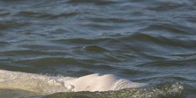 Ein Belugawal schwimmt in der Seine Ein Belugawal schwimmt in der Seine