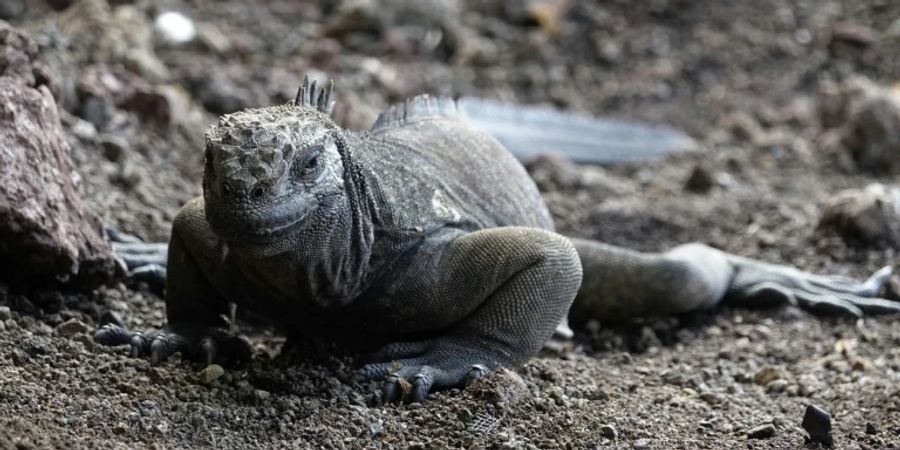 Landleguan auf den Galápagos-Inseln