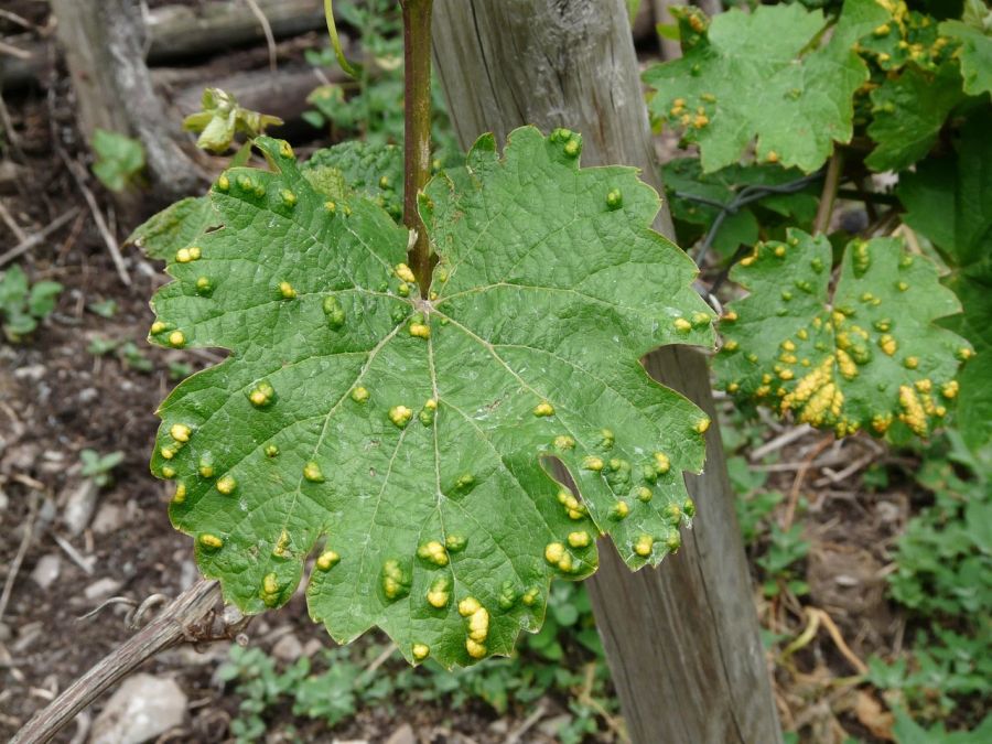 Weinblatt Milbe Pocken Rebe