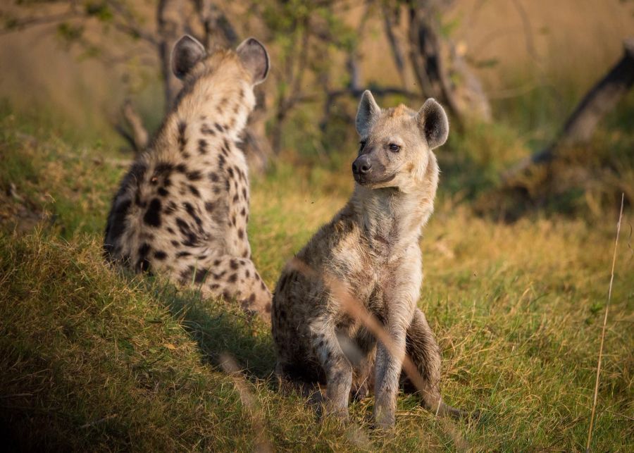 Dabei sind sie sehr soziale Tiere.