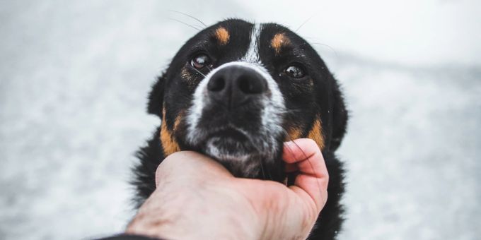 Einer Studie aus Japan zufolge können Hunde Freudentränen vergiessen. hunde good news