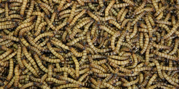 Maden nehmen verrottende Stellen in Früchten nicht nur über den Geschmack wahr, sondern spüren mit denselben Geschmackszellen auch die Konsistenz des Obsts. (Archivbild) Maden