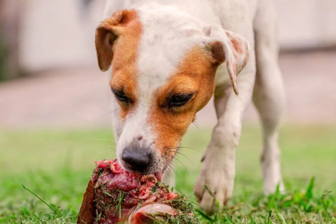 Hund isst rohes Fleisch, Knochen