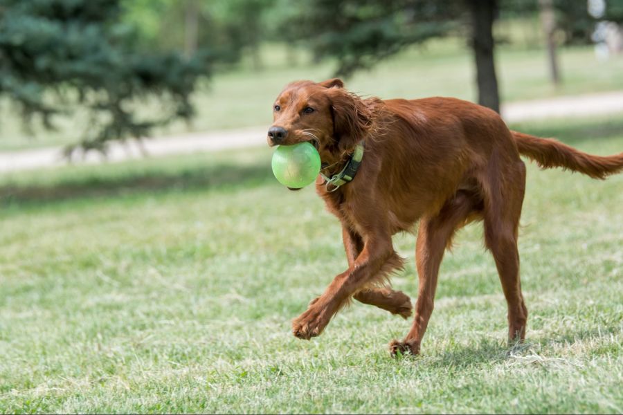 Hundewiese, Hund, Spielzeug