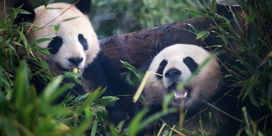 Pandabären ernähren sich am liebsten von Bambus.