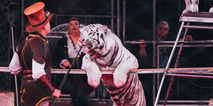 Nicht besuchen! - Darum gehören Wildtiere nicht in den Zirkus