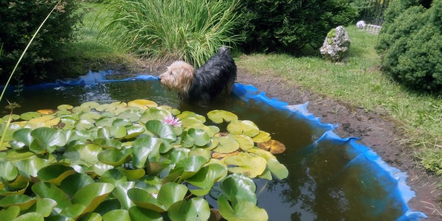 Hund am Teich