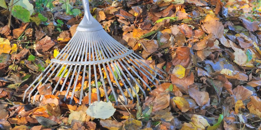 Herbstlaub auf Wiese