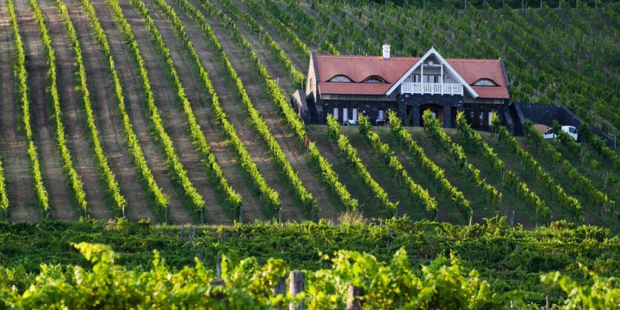 Badacsony und Balatonfüred produzieren köstlichen Pinot Gris (lokal bekannt als Szürkebarát), Olaszrizling und eine einzigartige hyperlokale Sorte namens Kéknyelű.