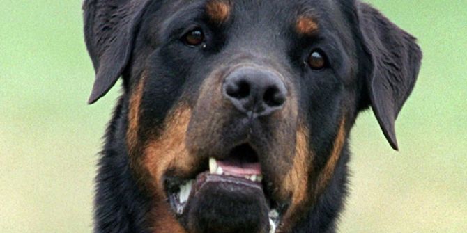 rottweiler