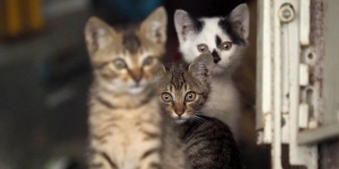 Eine Frau im Fricktal soll bis zu 200 Katzen in ihrem Keller halten. (Symbolbild) Katzen