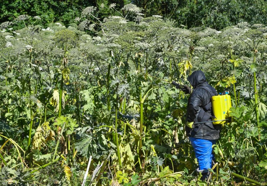 Riesen-Bärenklau invasiver Neophyt