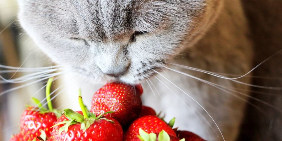 Von Erdbeeren dürfen Katzen durchaus naschen.