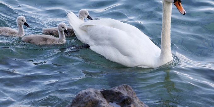 In Kleinandelfingen ZH wurde vor wenigen Tagen ein toter Höckerschwan positiv auf das Vogelgrippe-Virus getestet. Der Kanton Zürich hat für das Gebiet deshalb Schutzmassnahmen erlassen. (Symbolbild) Zürich Vogelgrippe