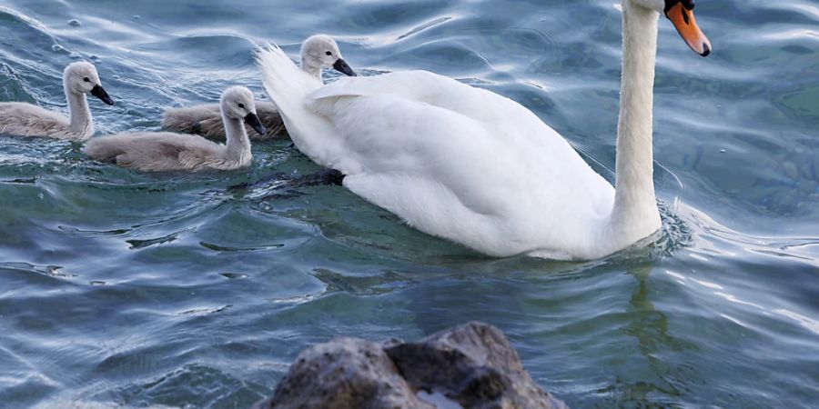 Zürich Vogelgrippe