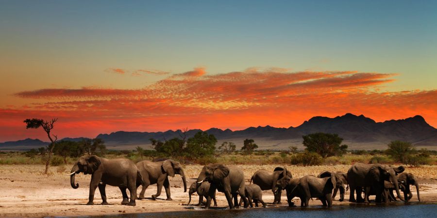 Safari, Elefantenherde, Afrika