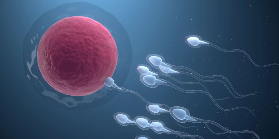 Eine minderwertige Spermienqualität beeinflusst die Erfolgschancen einer Schwangerschaft.