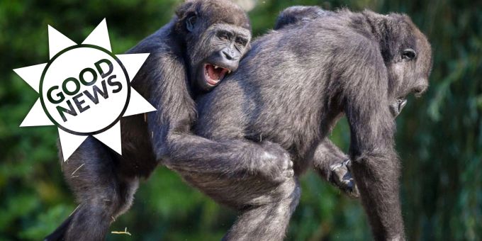 Good News - Studie: Affen haben ähnlichen Sinn für Humor wie Menschen