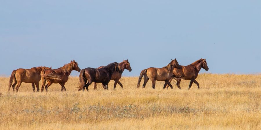 Pferde in der Steppe