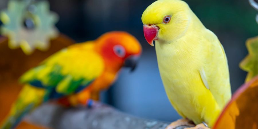 Indische Ringsittiche sind in der Lage, ganze Phrasen zu lernen.