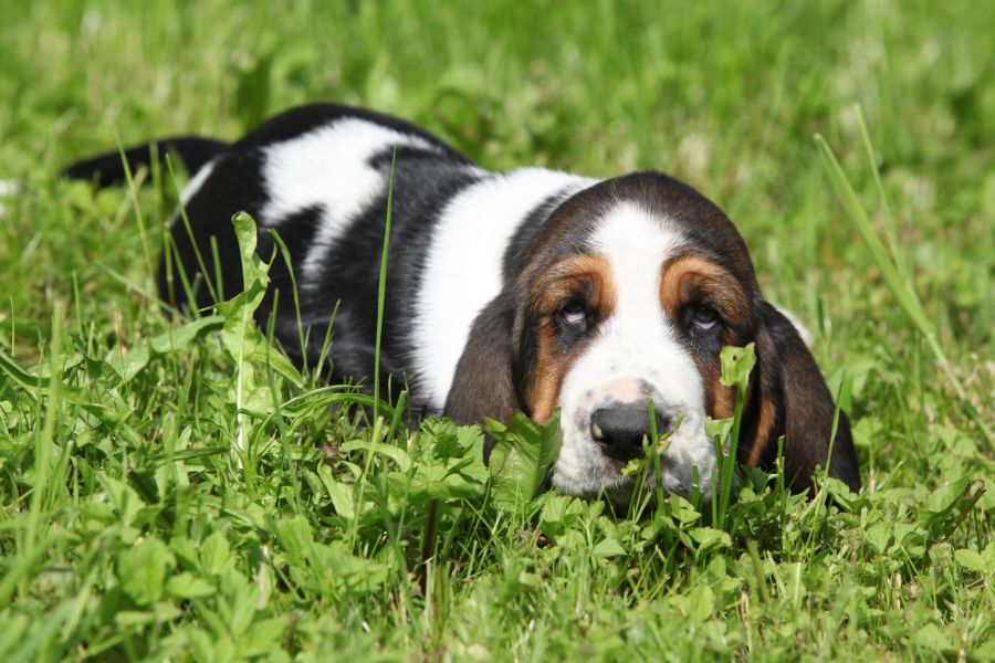 basset hound